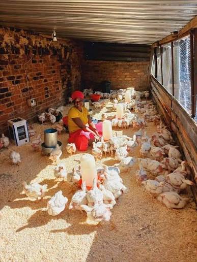 chicken pic
